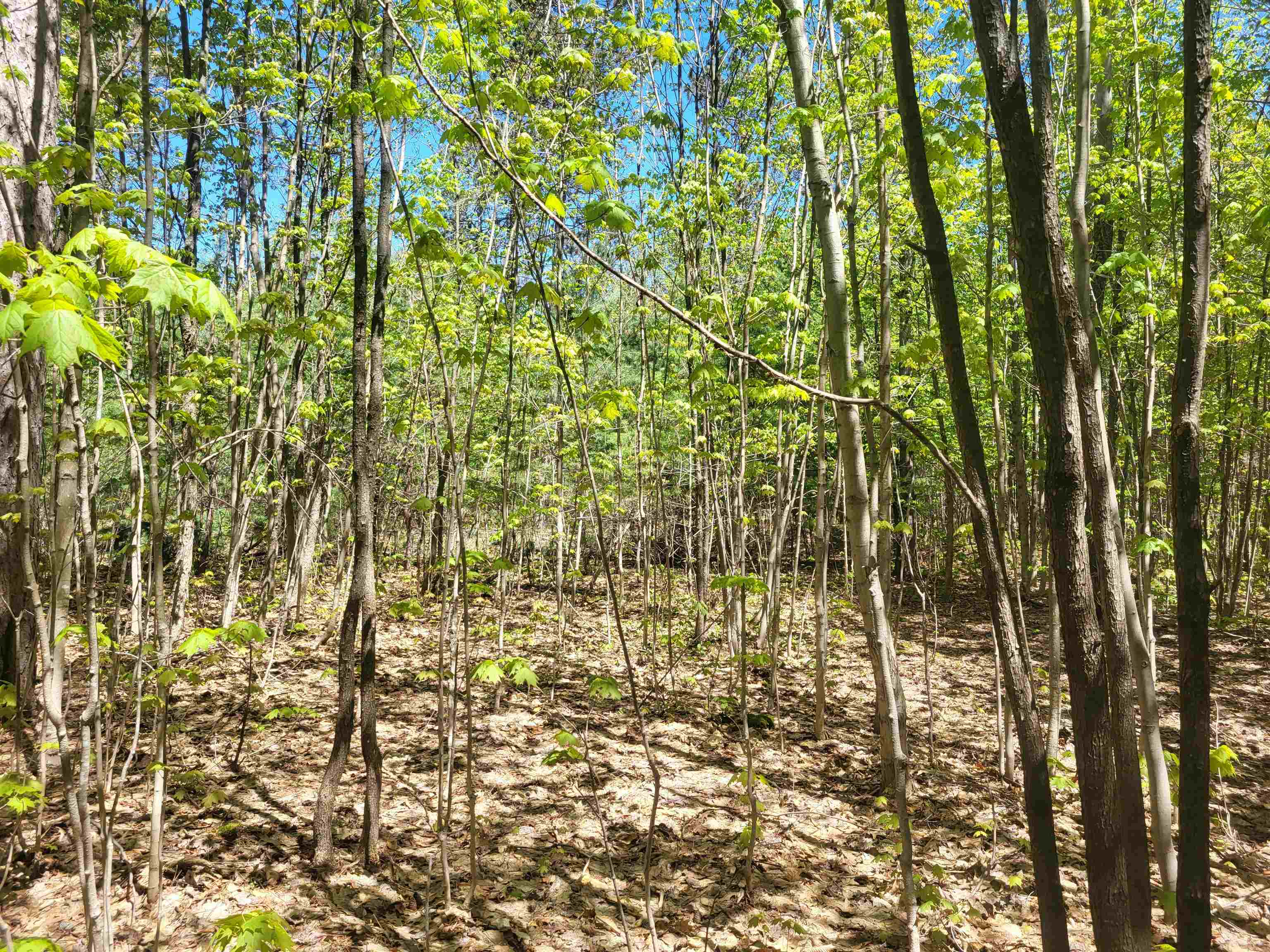 0 North Hulbert Road Lake Ann, MI 49650 - Photo 10 of 14