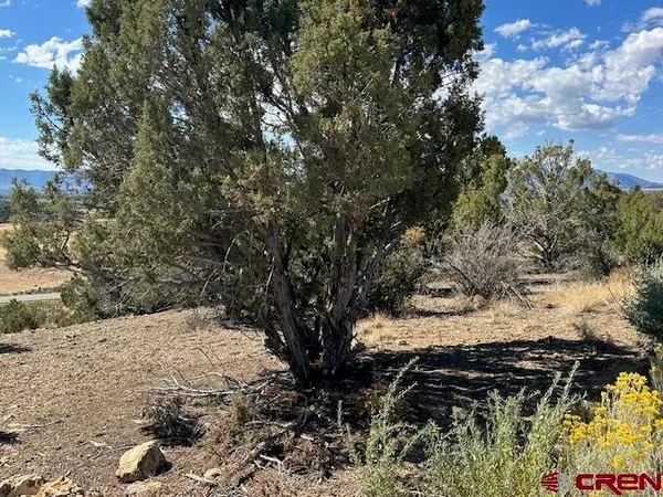 a view of a yard with plants and trees