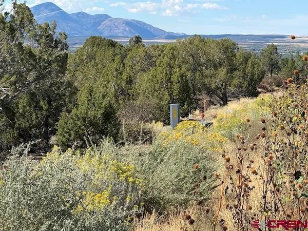 a view of a bunch of trees and bushes