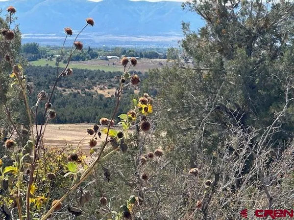 a view of a pathway with a yard