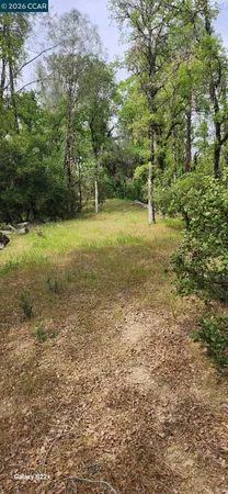 a view of a field with trees
