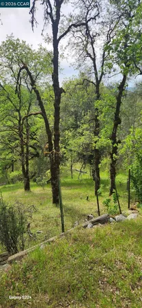 a view of a tree in a yard