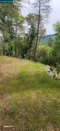 a view of a field with trees
