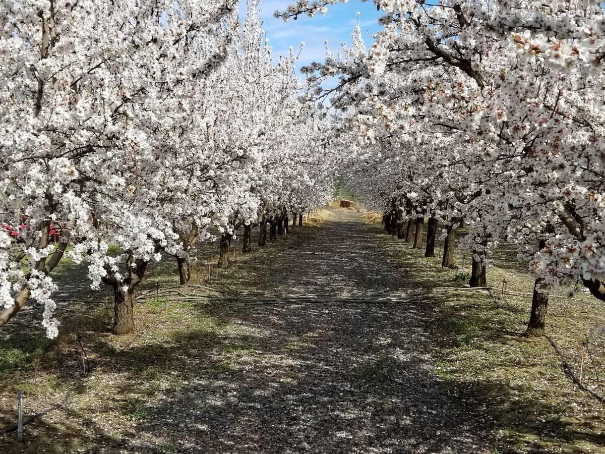 1381 Foss Road Talent, OR 97540 - Photo 36 of 41 100-tree almond orchard and variety of fruit
trees