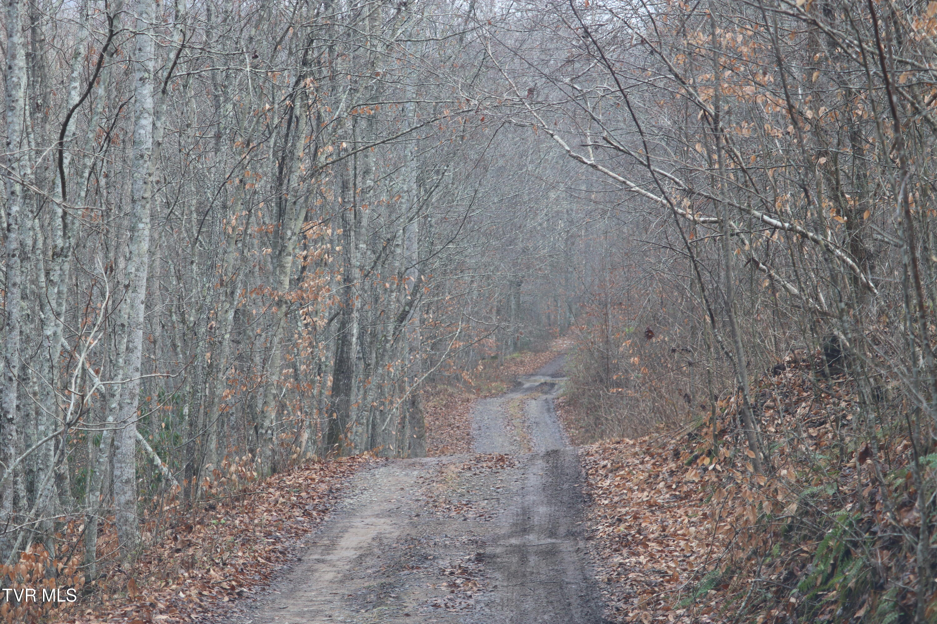 0 Briar Fork Road Bean Station, TN 37708 - Photo 8 of 24 briar fork 15