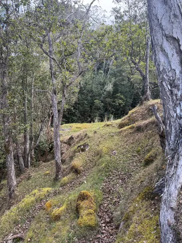 a view of a yard with large trees