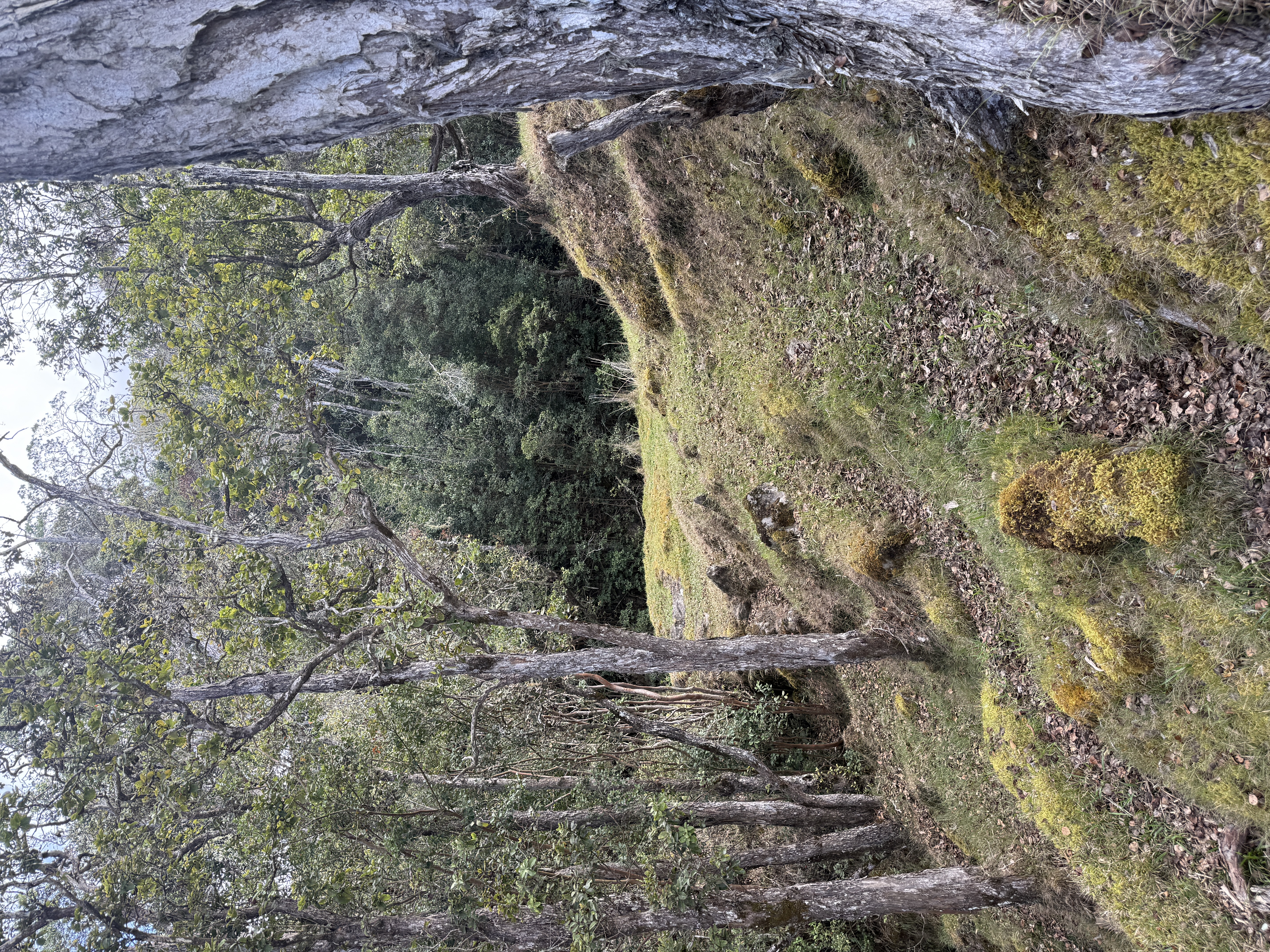 44-2135 Pohakealani Road Paauilo, HI 96776 - Photo 11 of 28 a view of a yard covered in snow