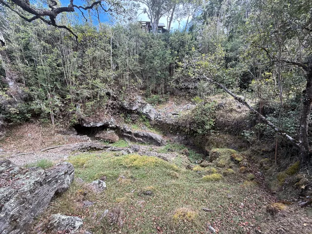 a view of a dry yard with trees