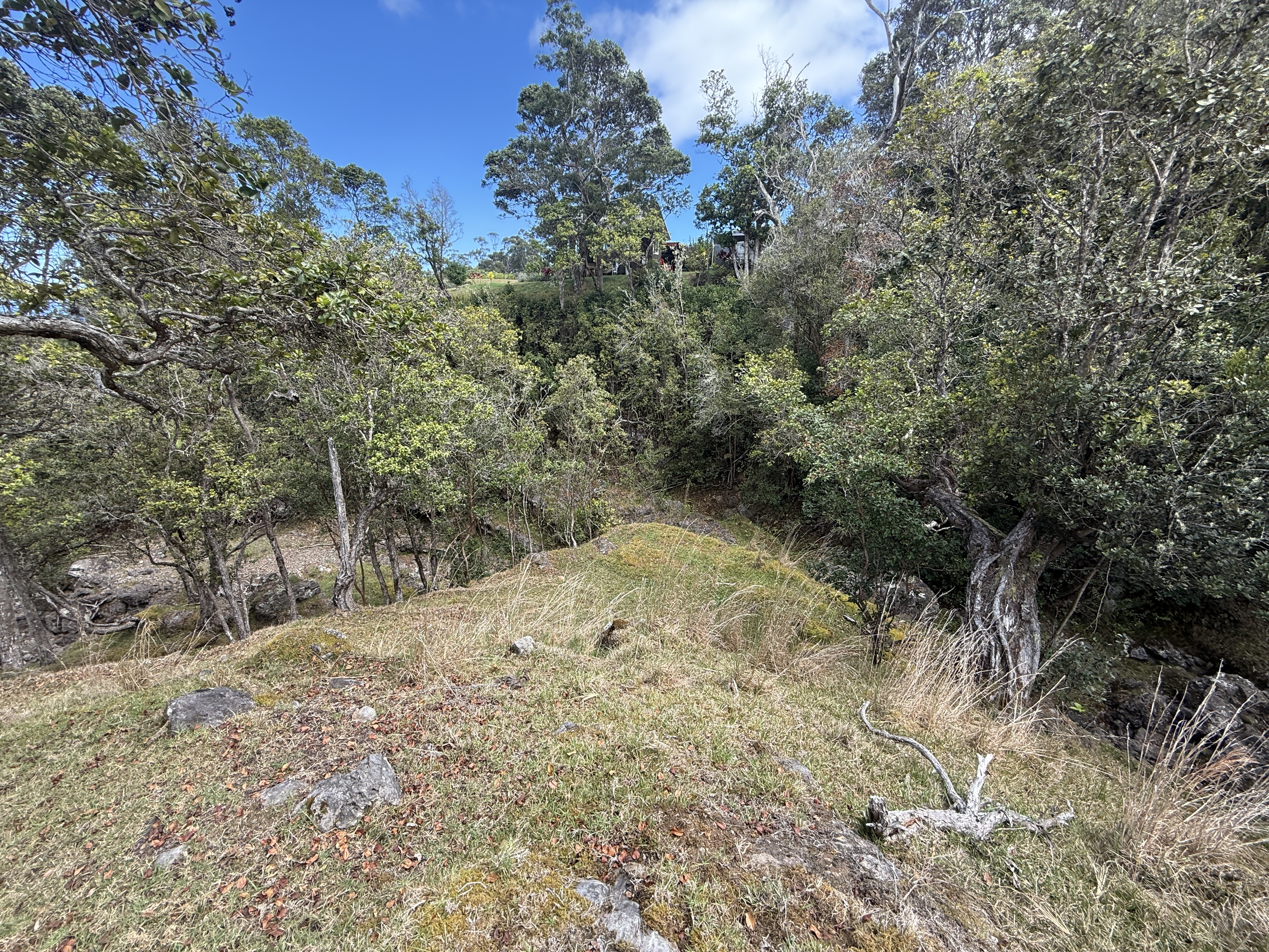 44-2135 Pohakealani Road Paauilo, HI 96776 - Photo 13 of 28 a view of a dry yard with trees