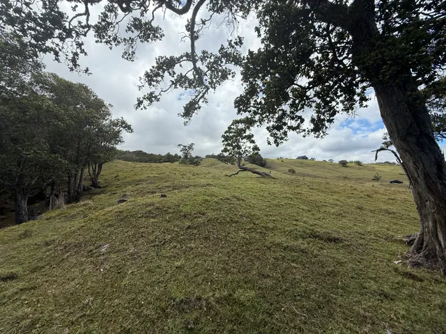 a view of dirt yard with a tree