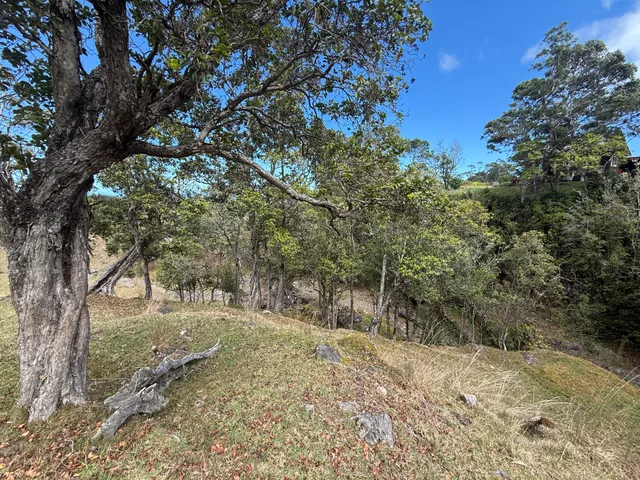 a view of a field with an trees