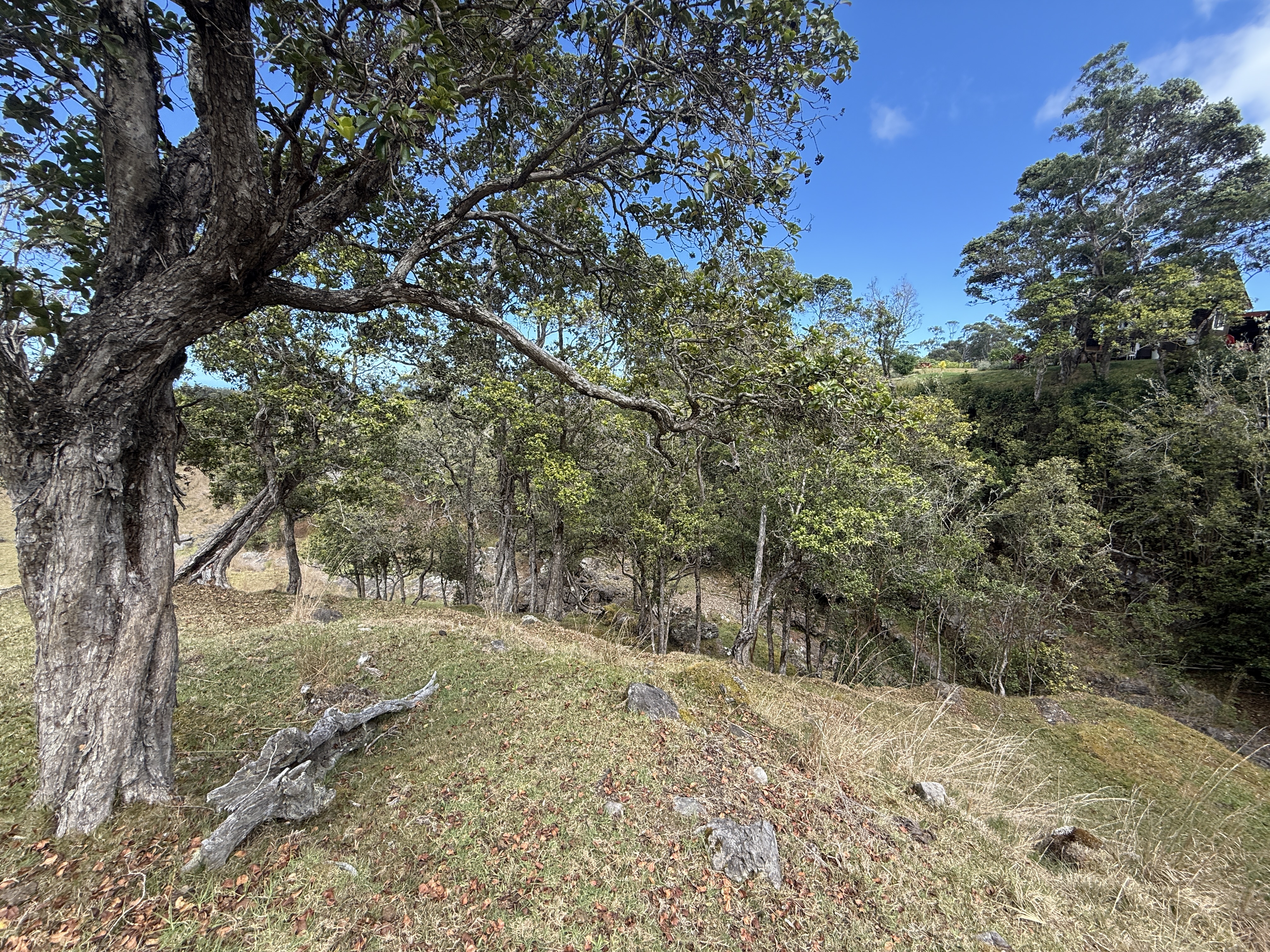 44-2135 Pohakealani Road Paauilo, HI 96776 - Photo 16 of 28 a view of dirt yard with a tree