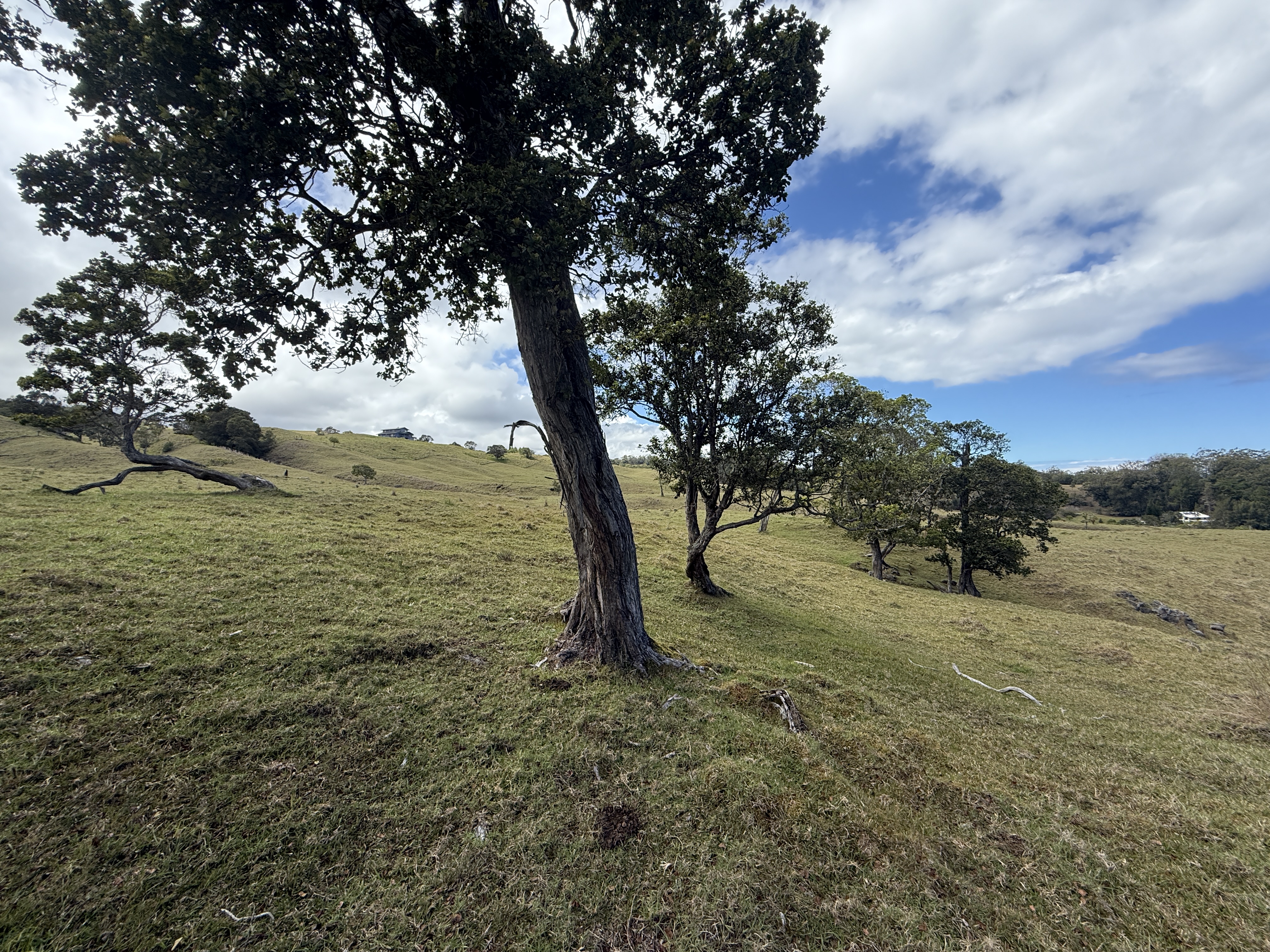 44-2135 Pohakealani Road Paauilo, HI 96776 - Photo 17 of 28 a view of a field with an trees