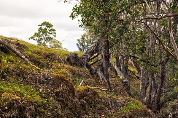 a view of a tree