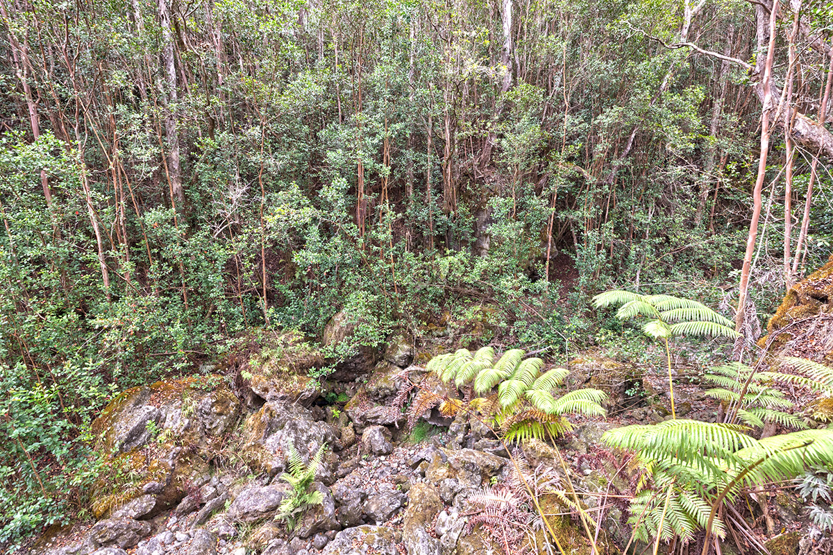 44-2135 Pohakealani Road Paauilo, HI 96776 - Photo 19 of 28 a view of a tree