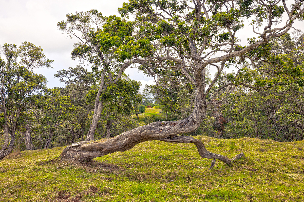 44-2135 Pohakealani Road Paauilo, HI 96776 - Photo 22 of 28 a view of yard