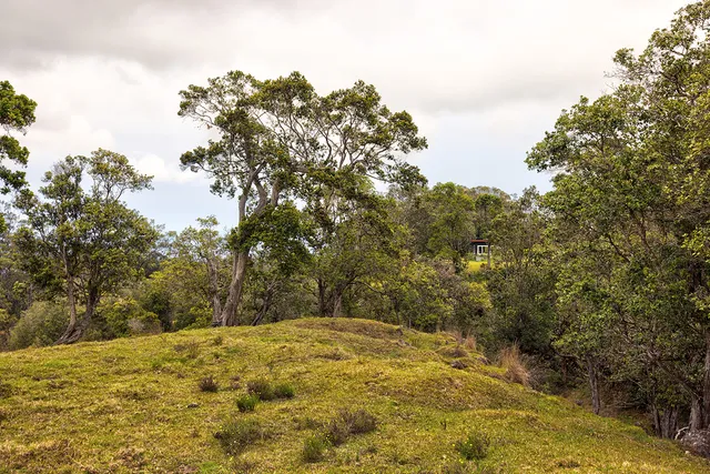 a view of a forest with trees