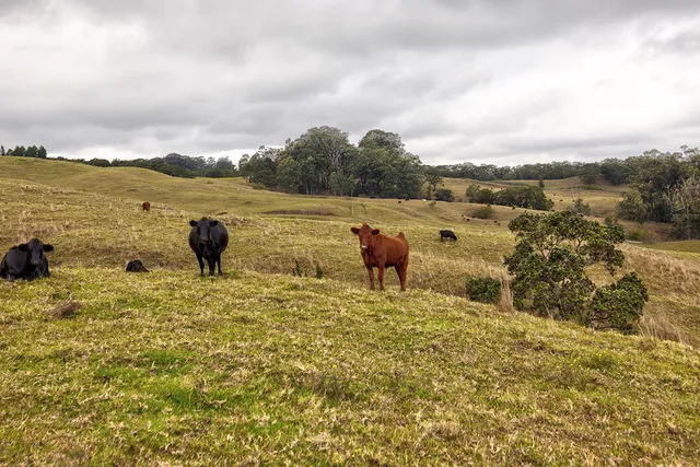 $680,000 | 44-2135 Pohakealani Road, Paauilo, HI 96776