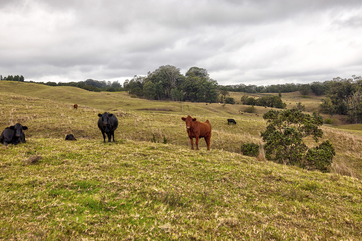 44-2135 Pohakealani Road Paauilo, HI 96776 - Photo 28 of 28 a view of a lake with outdoor space