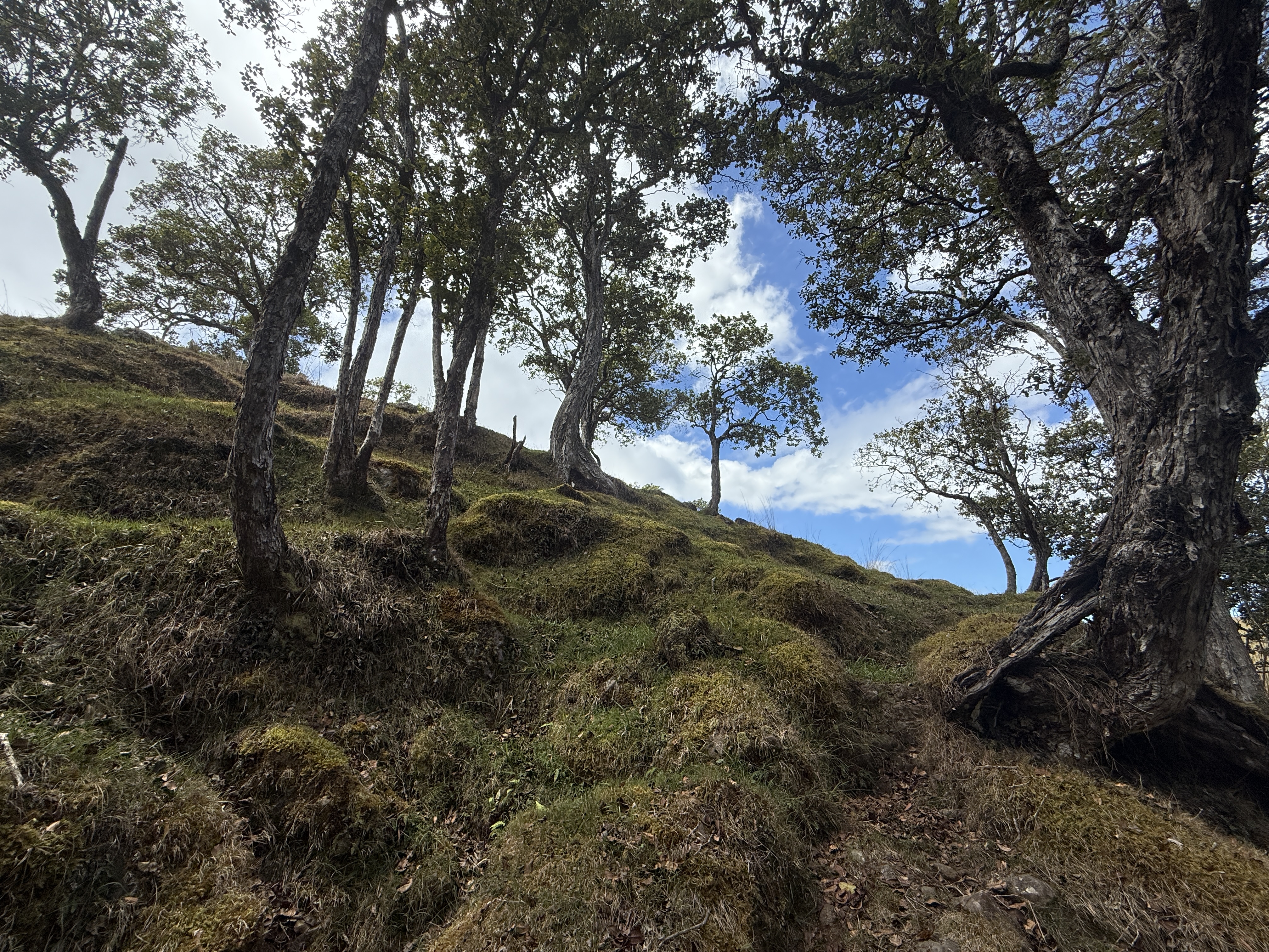 44-2135 Pohakealani Road Paauilo, HI 96776 - Photo 10 of 28 a view of outdoor space and trees