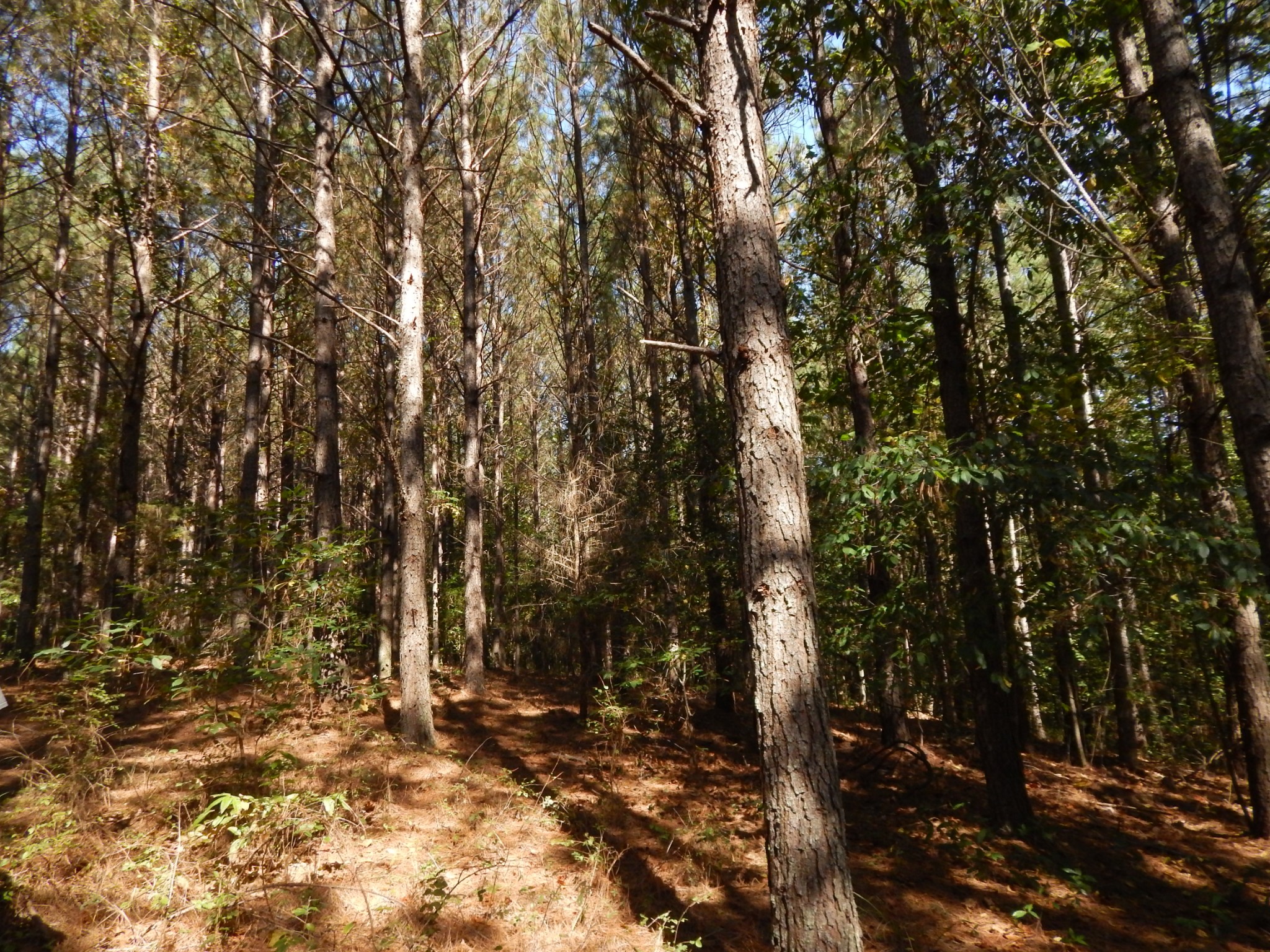 0 Hudson Road Lawrenceburg, TN 38464 - Photo 23 of 30 a view of a forest with trees