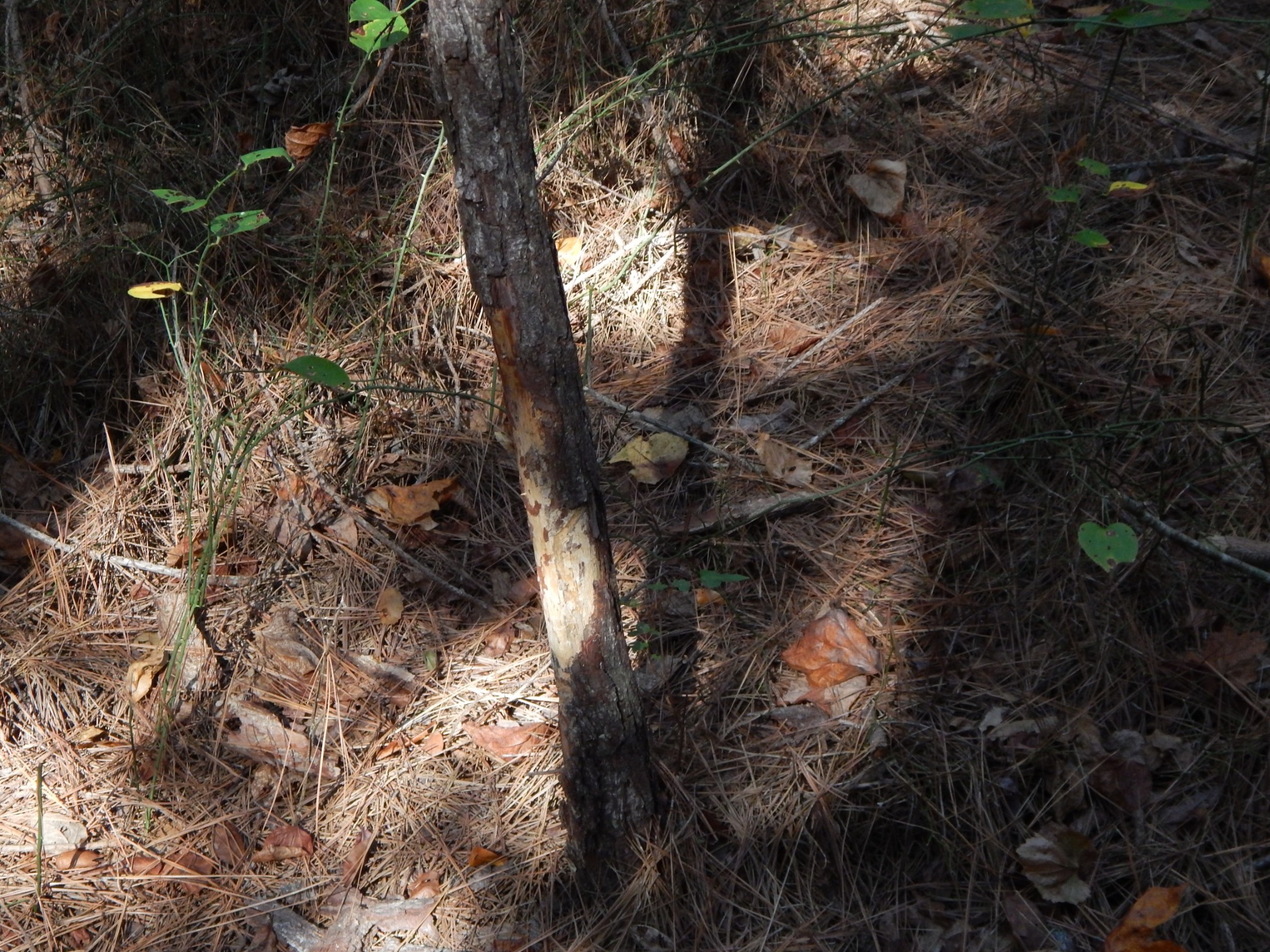 0 Hudson Road Lawrenceburg, TN 38464 - Photo 24 of 30 a picture of tree