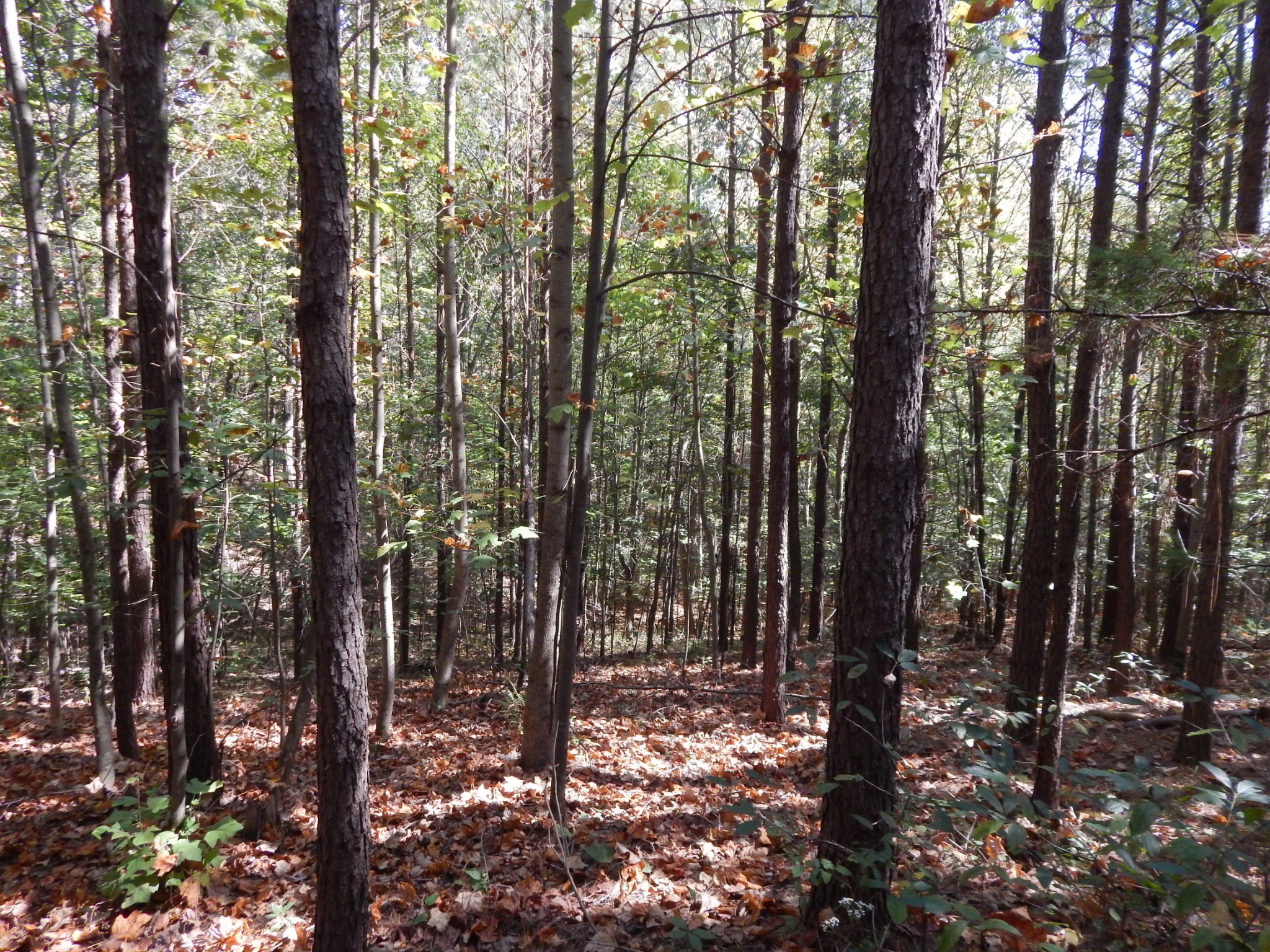0 Hudson Road Lawrenceburg, TN 38464 - Photo 29 of 30 a view of forest