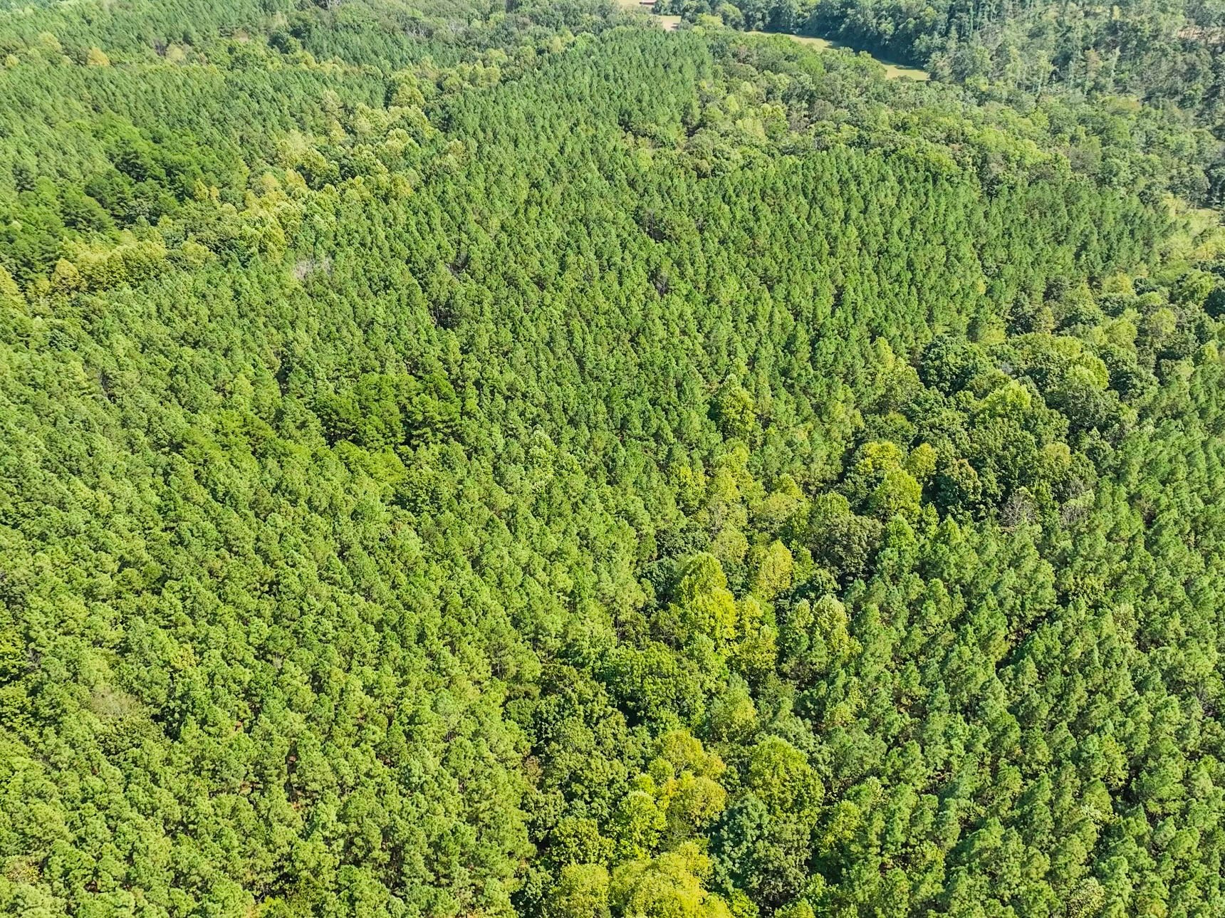 0 Hudson Road Lawrenceburg, TN 38464 - Photo 8 of 30 a view of a lush green forest