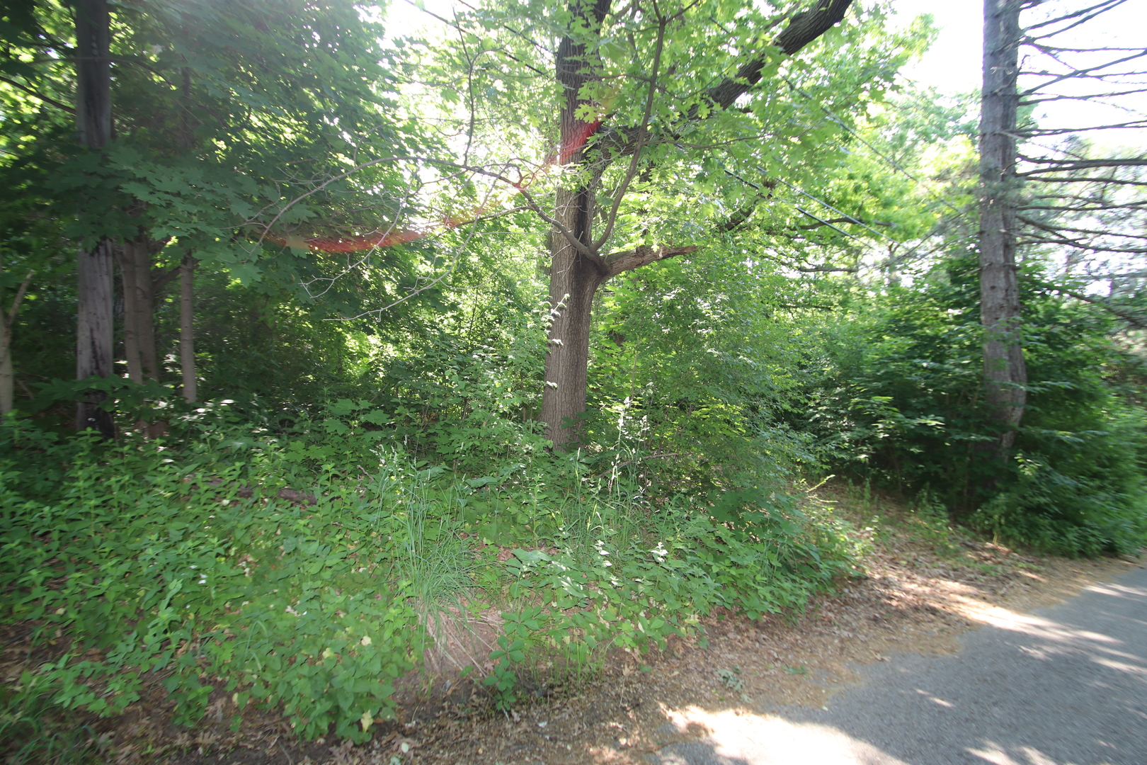 a view of outdoor space and trees all around