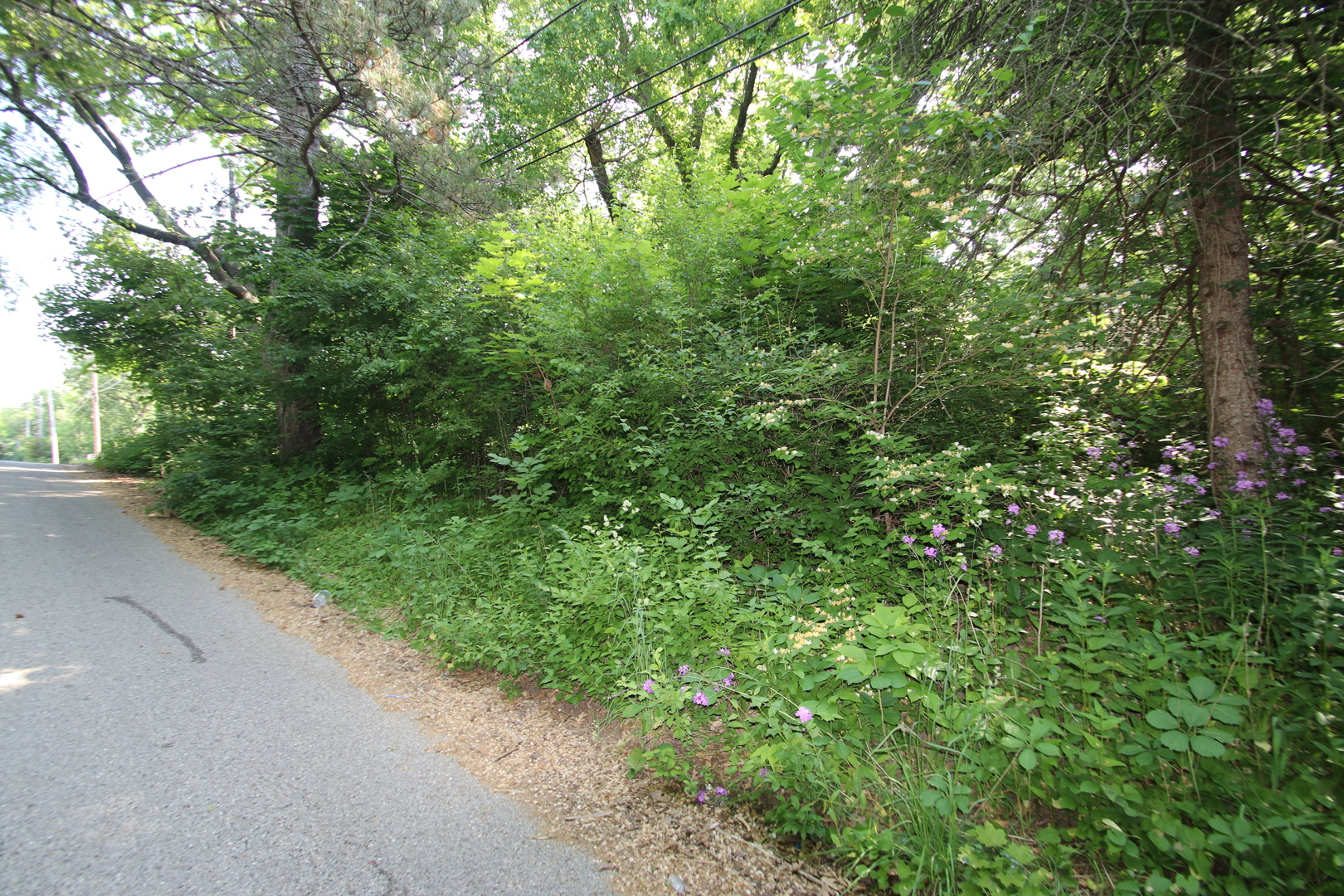 38269 North 4th Avenue Spring Grove, IL 60081 - Photo 4 of 4 a view of a lush green forest