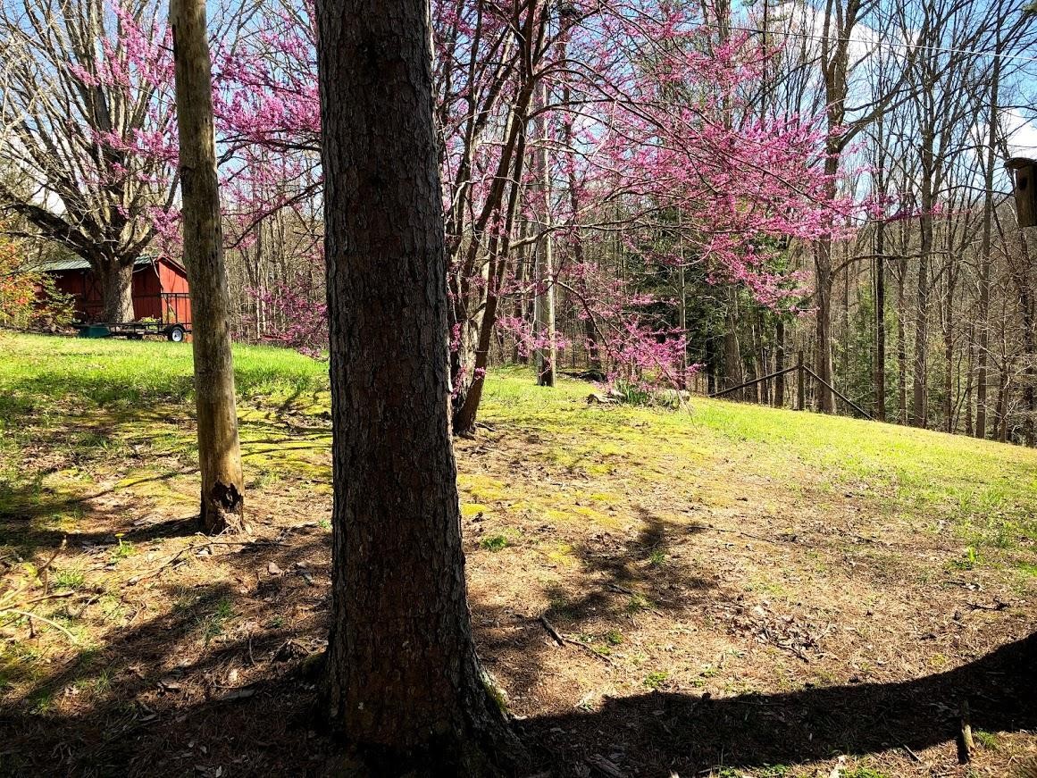 309 Billy Ridge Road Jamestown, TN 38556 - Photo 26 of 31 Gallery Image 26