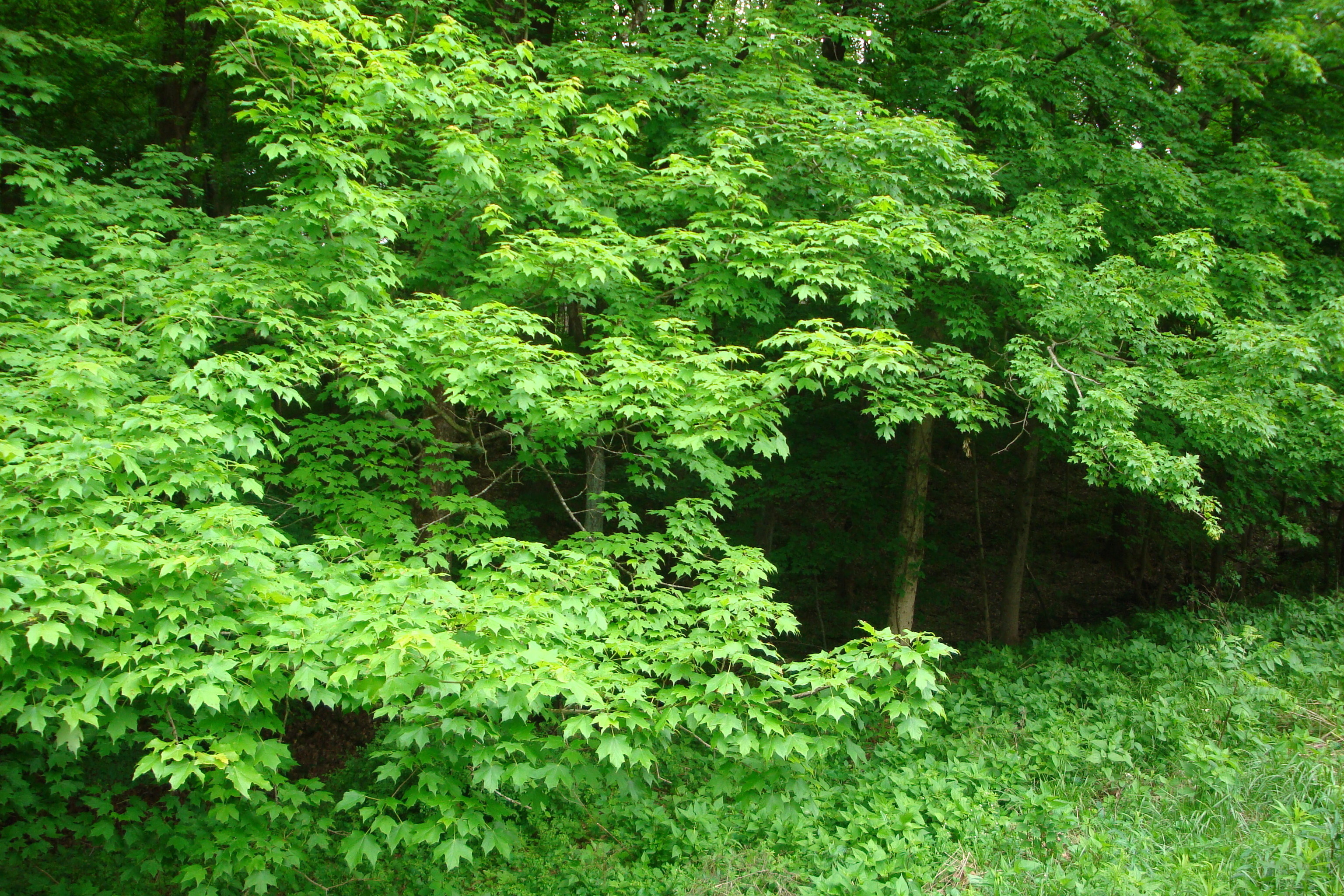 2947 West Lentz Tree Farm Road Monrovia, IN 46157 - Photo 20 of 20 Gallery Image 20