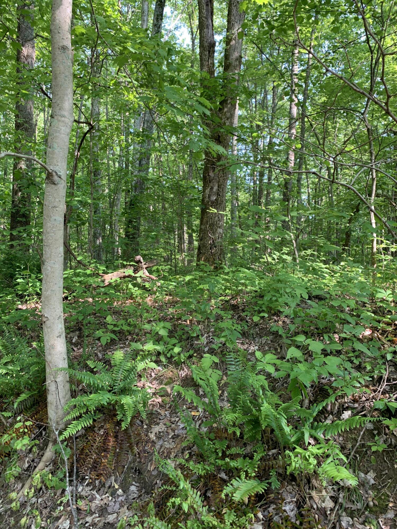 0 Pea Ridge Road Wallingford, KY 41093 - Photo 6 of 15 IMG_5050