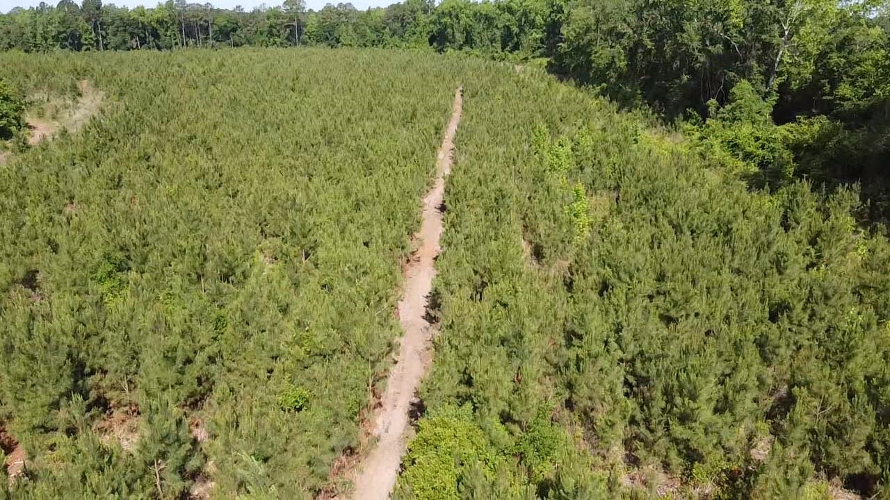 Lot 4 Attadale Road Blenheim, SC 29516 - Photo 4 of 7