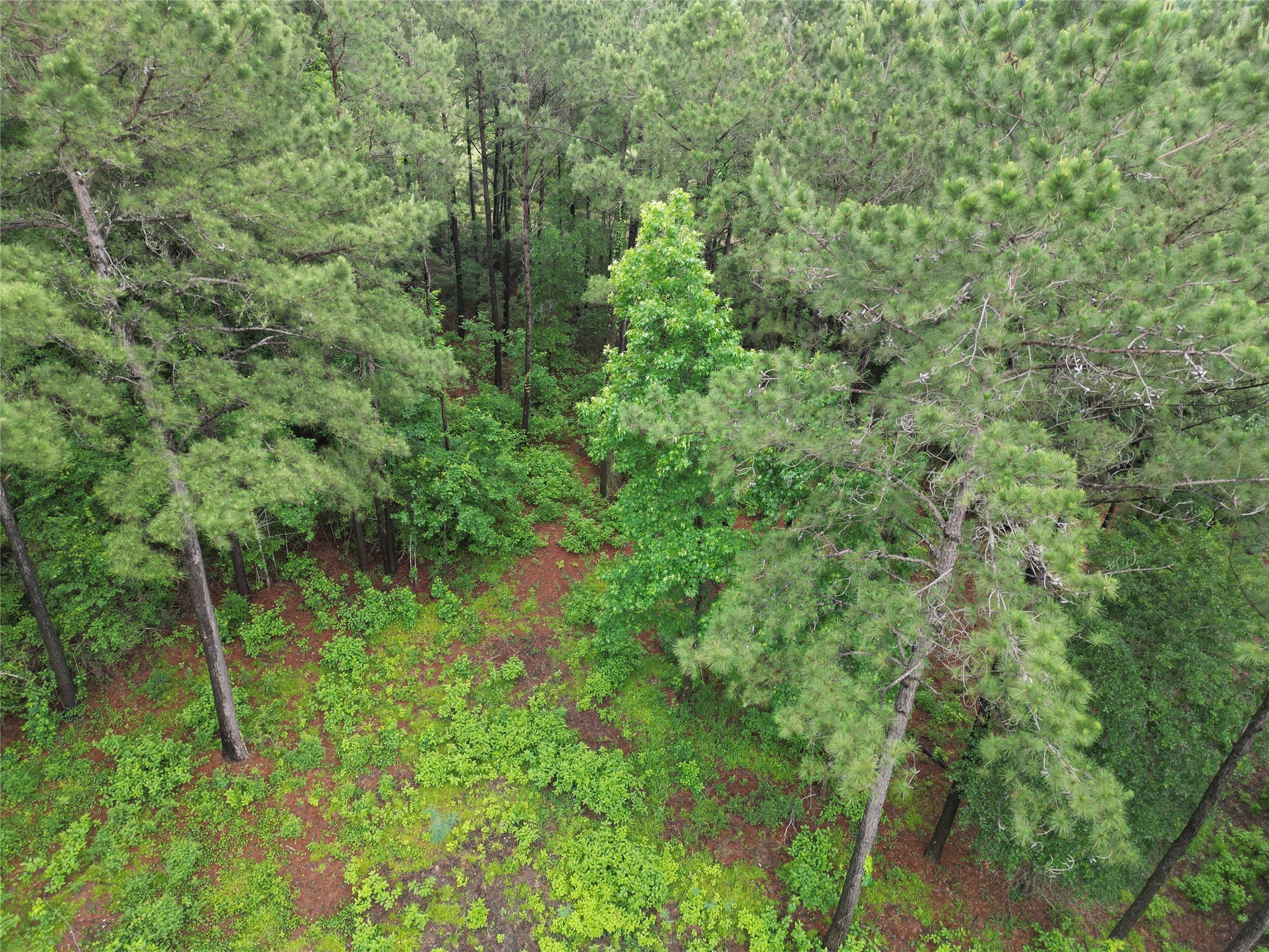 268 Cedar Valley Road Coldspring, TX 77331 - Photo 28 of 29