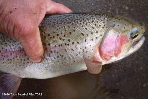338 South Gas Hills Road Riverton, WY 82501 - Photo 24 of 34 fish 1