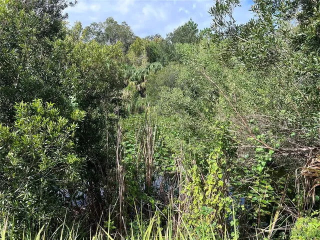 a backyard of a house with large trees and plants