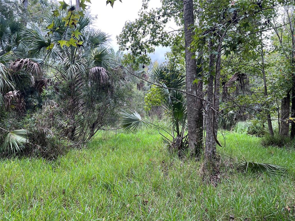 73 Alco Road Astor, FL 32102 - Photo 49 of 53 a view of a garden