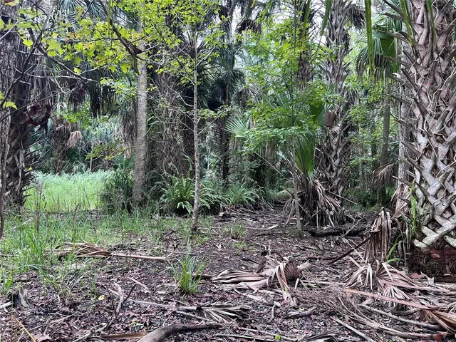 a close up of a tree in a garden