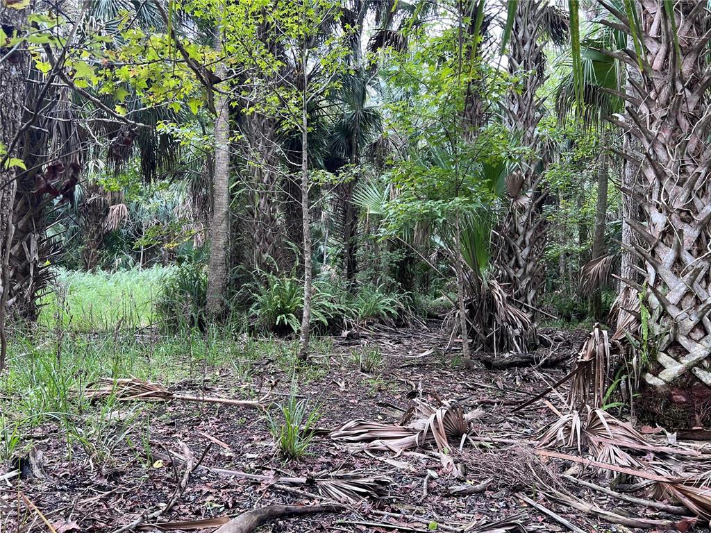 73 Alco Road Astor, FL 32102 - Photo 50 of 53 a view of a yard
