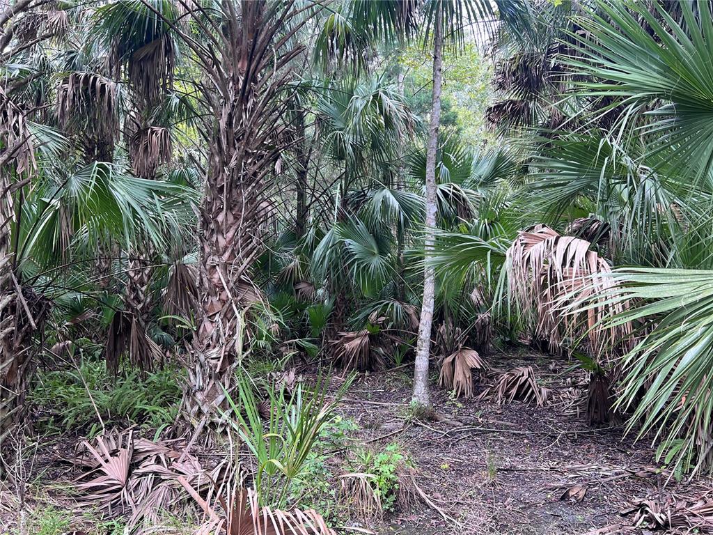 73 Alco Road Astor, FL 32102 - Photo 51 of 53 a view of outdoor space and a yard