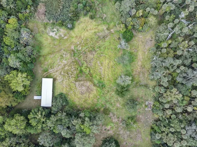 a close up of a tree in a yard