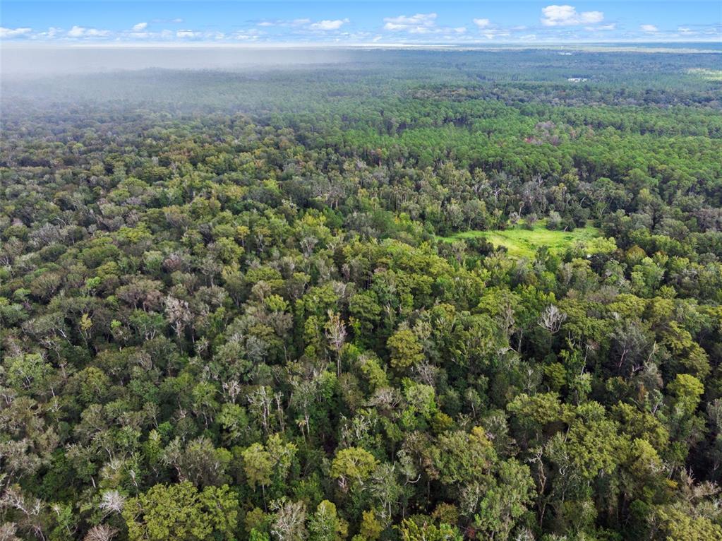 73 Alco Road Astor, FL 32102 - Photo 10 of 53 a view of a big yard with lots of green space