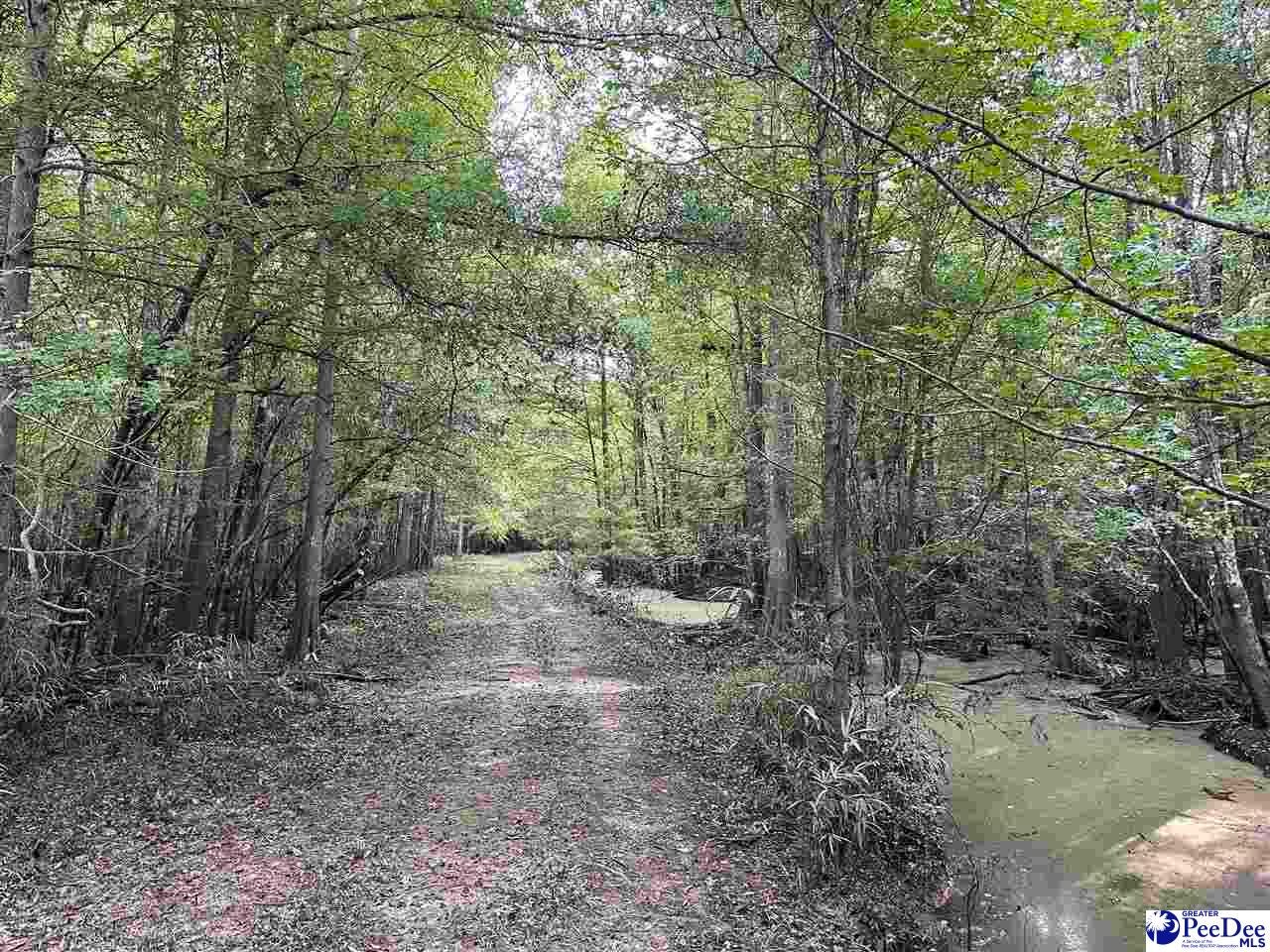 75-acres North Old Georgetown Road Coward, SC 29530 - Photo 22 of 27 Gallery Image 22