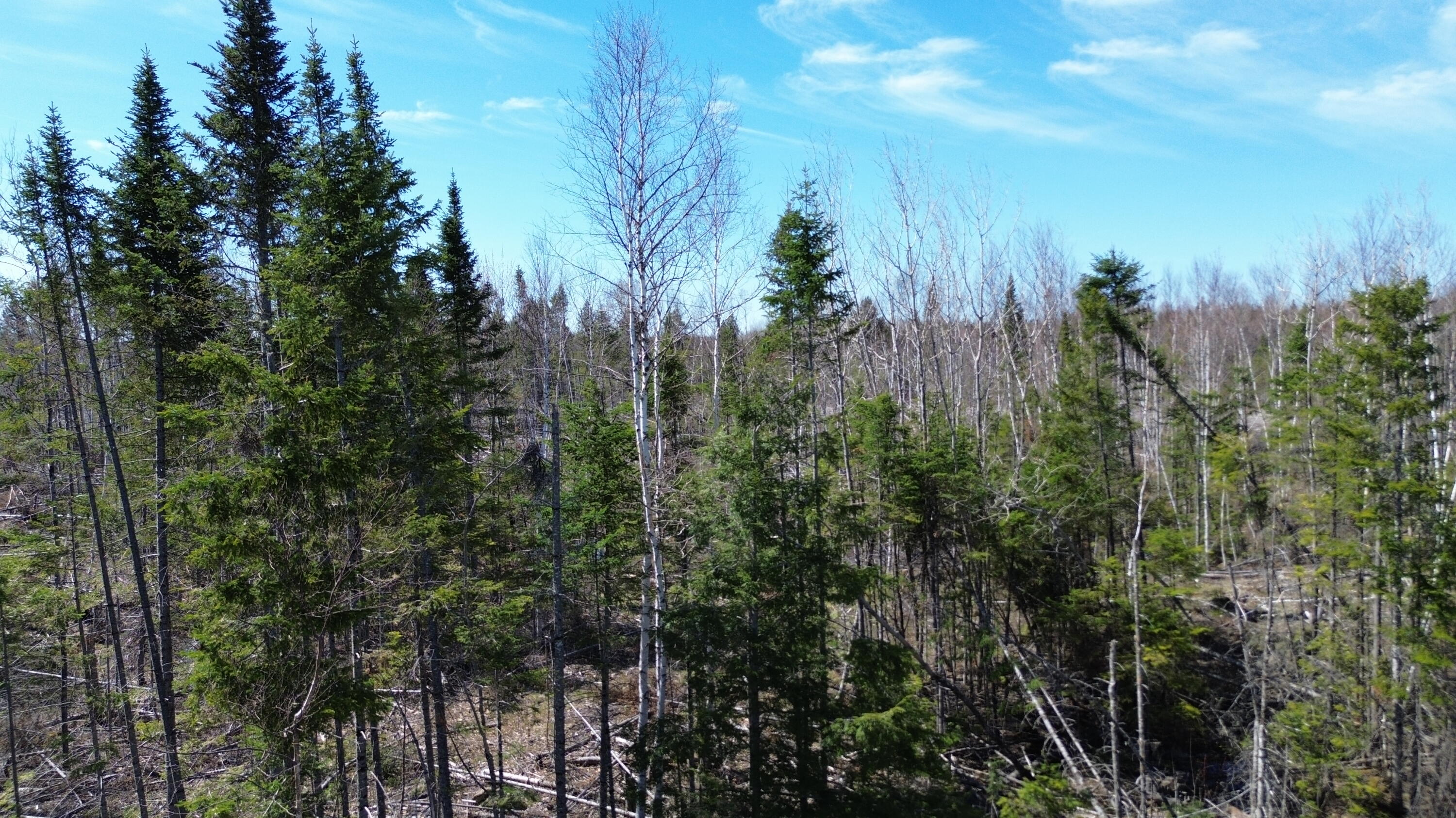Lot 31 B Road Houlton, ME 04730 - Photo 4 of 6 DJI_0194