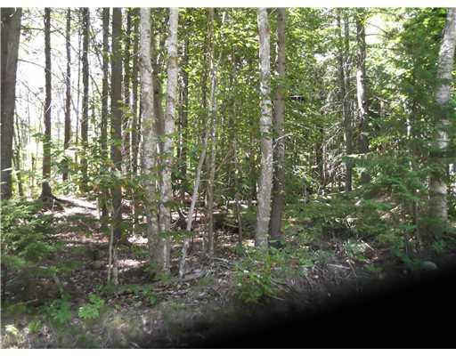 43 Ledgemere Road Orrs Island, ME 04066 - Photo 8 of 12 Other. wooded part of lot
