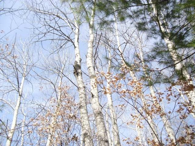 On Thunder Bay Road Tomahawk, WI 54487 - Photo 18 of 19 Gallery Image 18