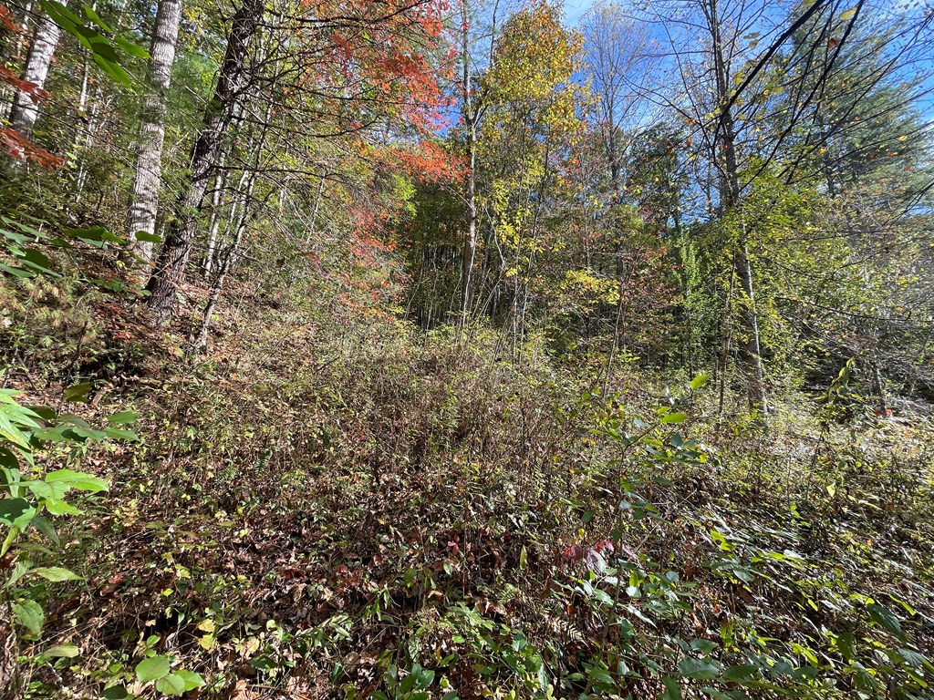 879 Dick Branch Road Robbinsville, NC 28771 - Photo 19 of 26 Gallery Image 19