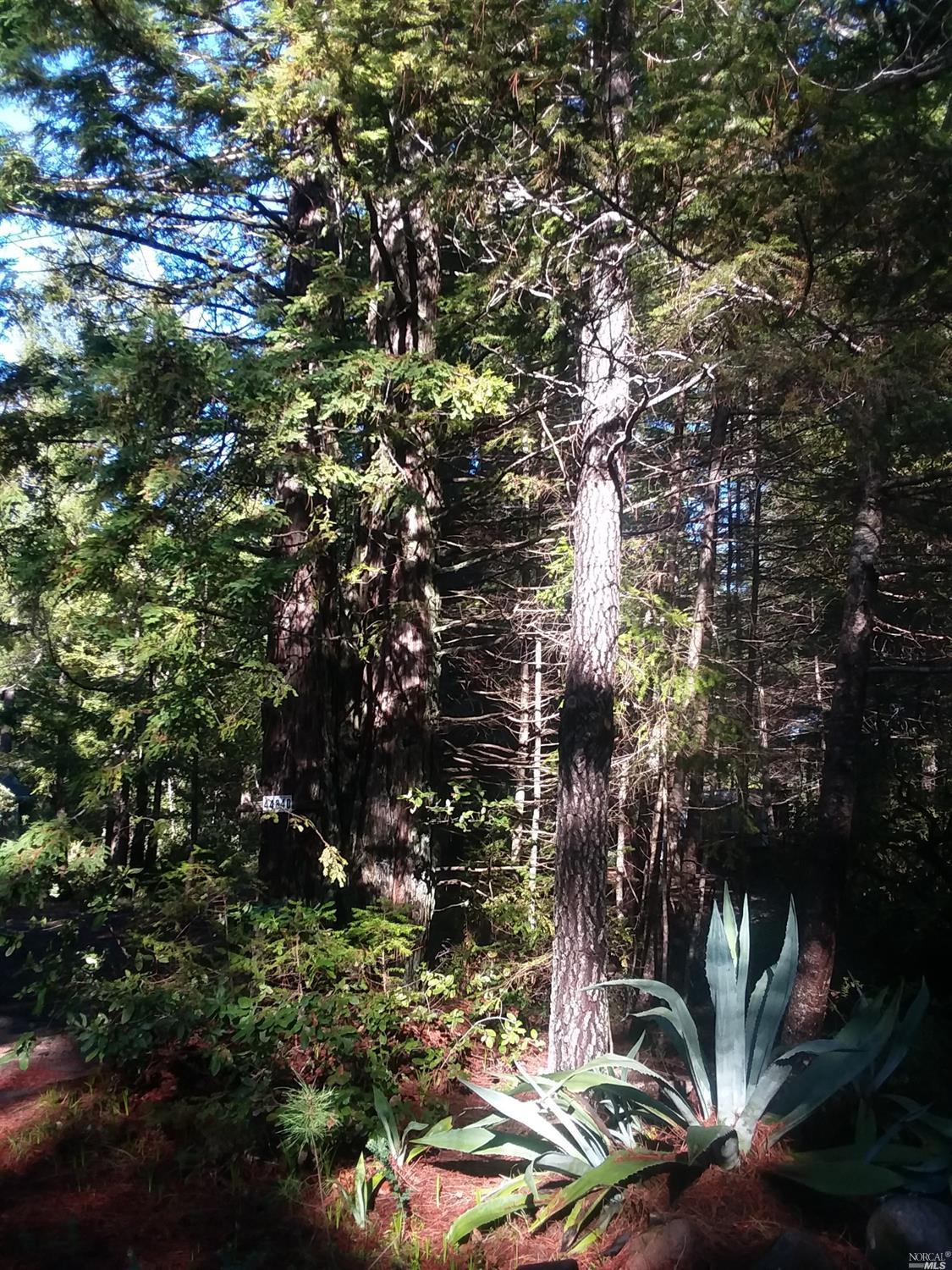 a picture of tree