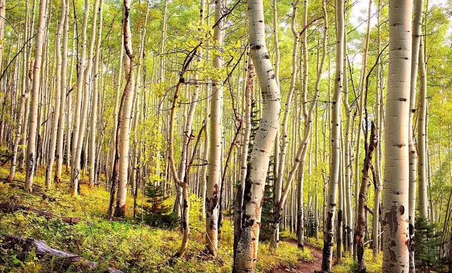a bathroom with a shower curtain